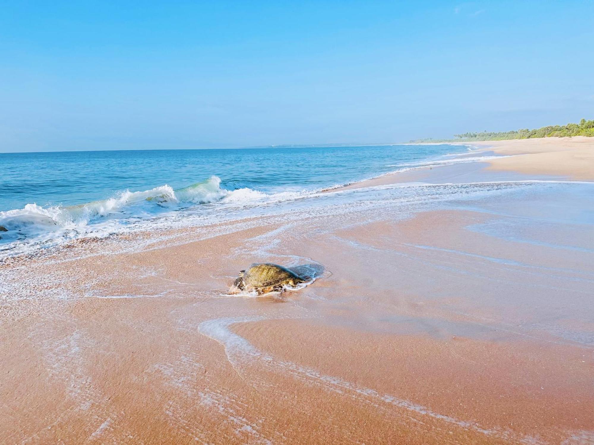 Shine Wave Turtle Beach Tangalle Exterior photo