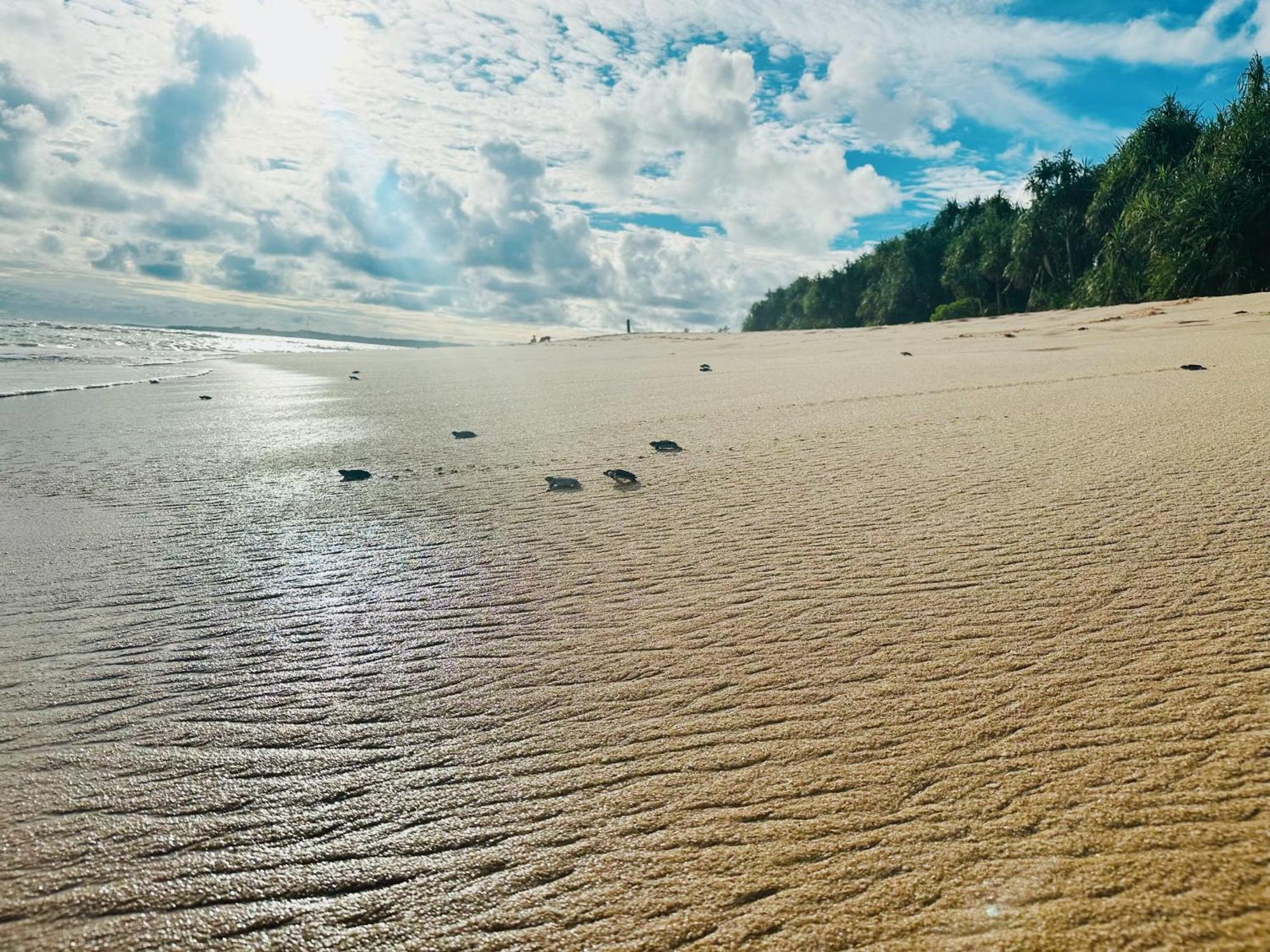 Shine Wave Turtle Beach Tangalle Exterior photo